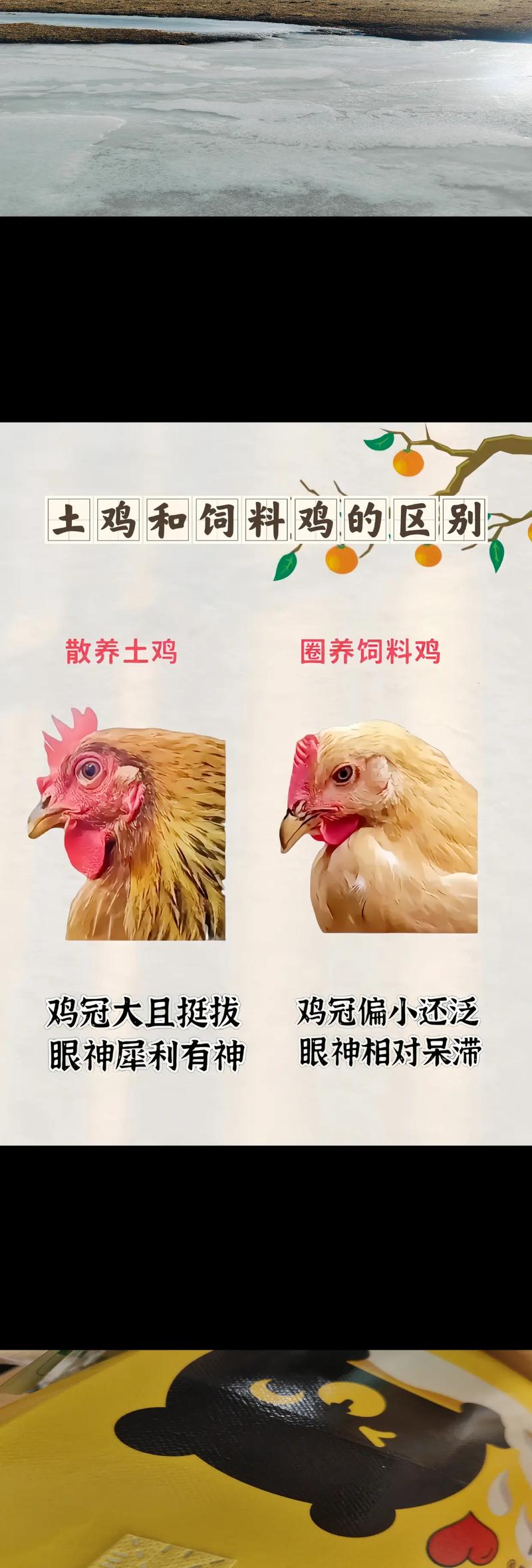 土鸡需要补硒(土鸡养殖利润计算)-硒宝网