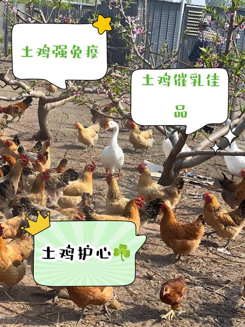 土鸡需要补硒(土鸡养殖利润计算)-硒宝网