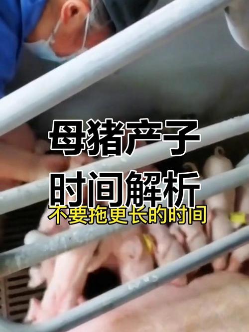 仔猪出生补硒( 生猪生产稳定发展 )-硒宝网