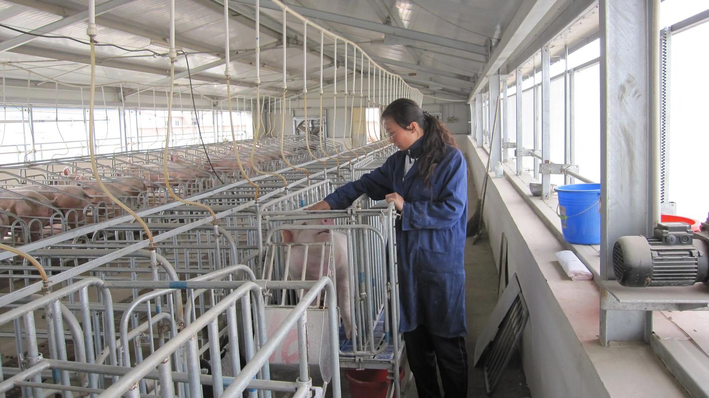 仔猪出生补硒( 生猪生产稳定发展 )-硒宝网