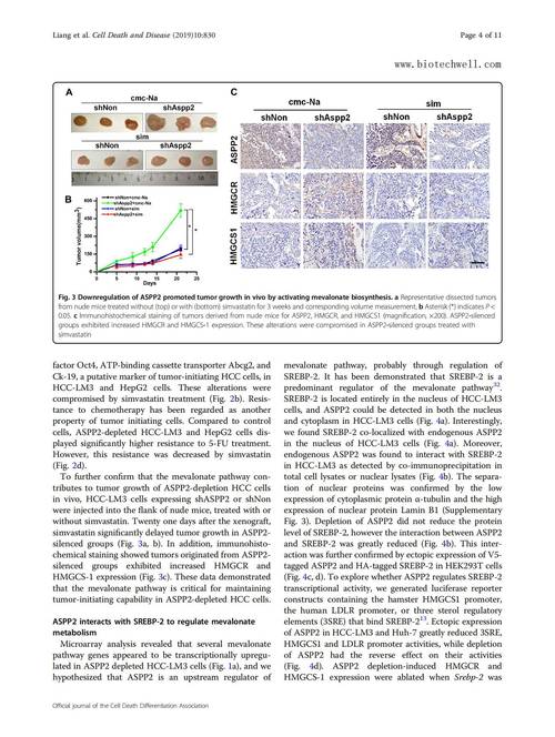 肝癌早期补硒(上海肝癌研究历史)-硒宝网
