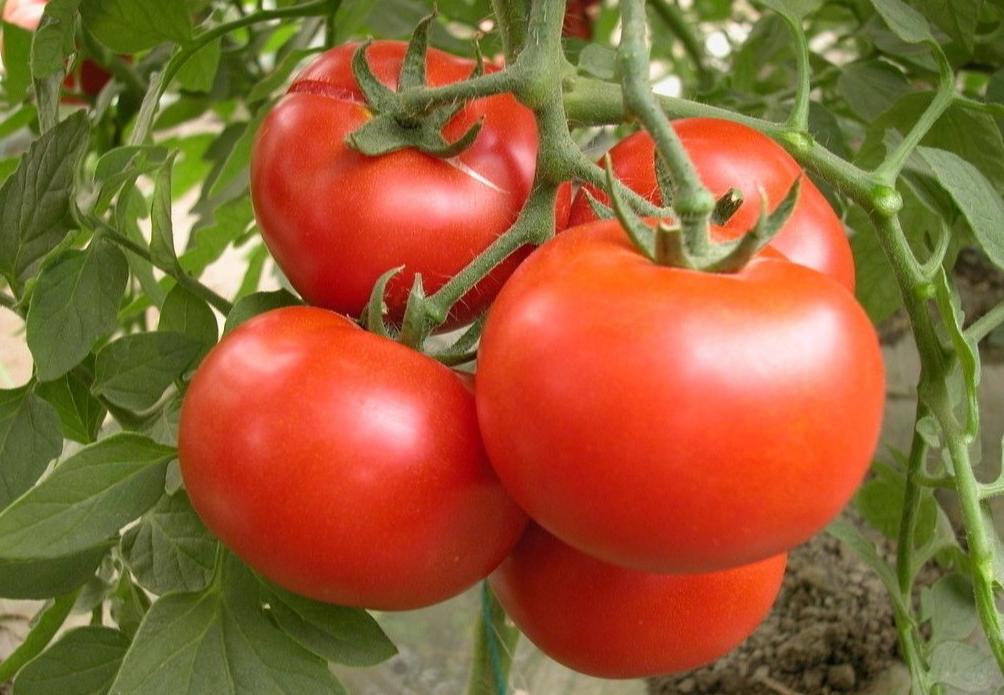 桥本抗体补硒（）-硒宝网