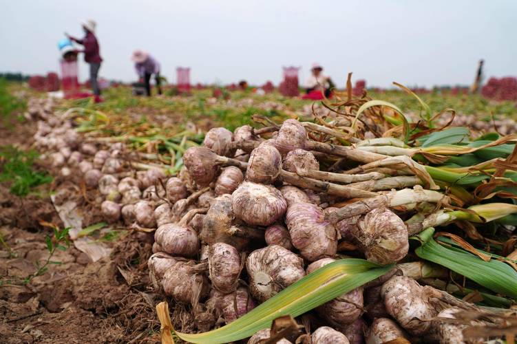 补硒治疗剂量(硒元素补充食物来源)-硒宝网