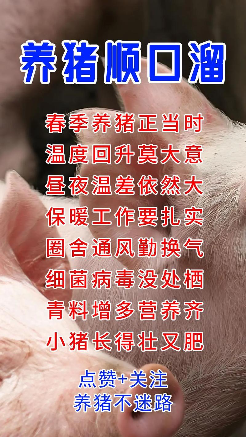 下生小猪补硒(仔猪早期开食好处)-硒宝网