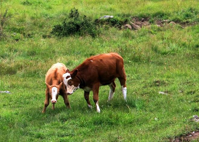 新生牛犊补硒(预防措施)-硒宝网