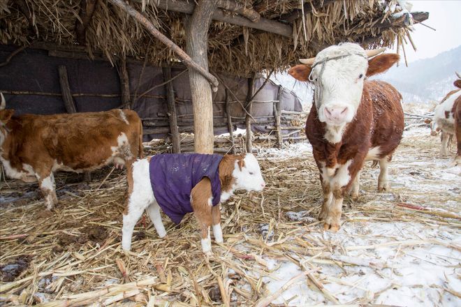 新生牛犊补硒(预防措施)-硒宝网