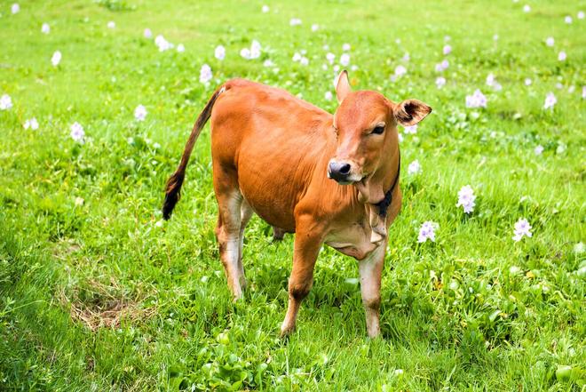 新生牛犊补硒(预防措施)-硒宝网