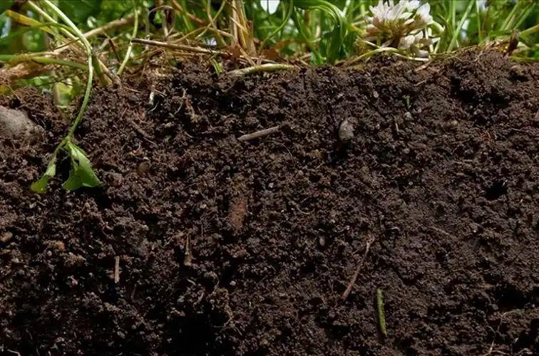 最好补硒产品（高硒蔬菜推荐）-硒宝网