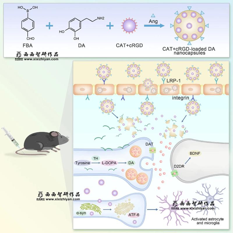 补硒与帕金森（纳米材料靶向治疗帕金森病）-硒宝网