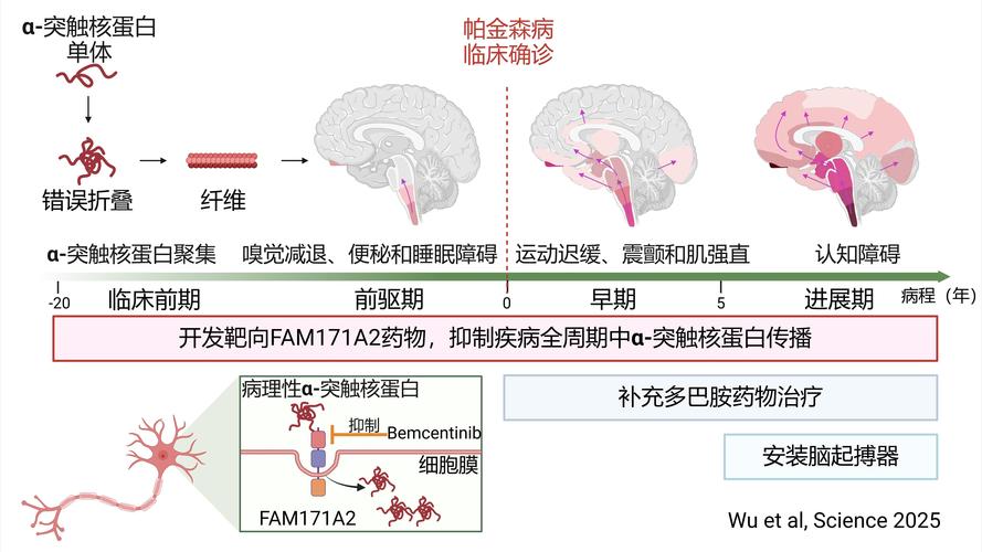 补硒与帕金森（纳米材料靶向治疗帕金森病）-硒宝网