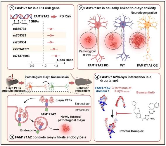 补硒与帕金森（纳米材料靶向治疗帕金森?。?硒宝网