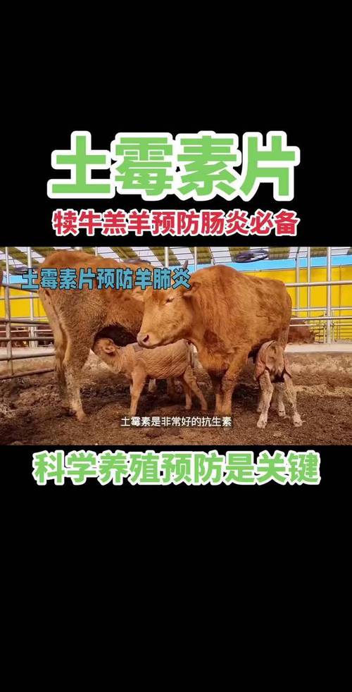 犊牛怎么补硒（硒在动物体内的分布与代谢）-硒宝网