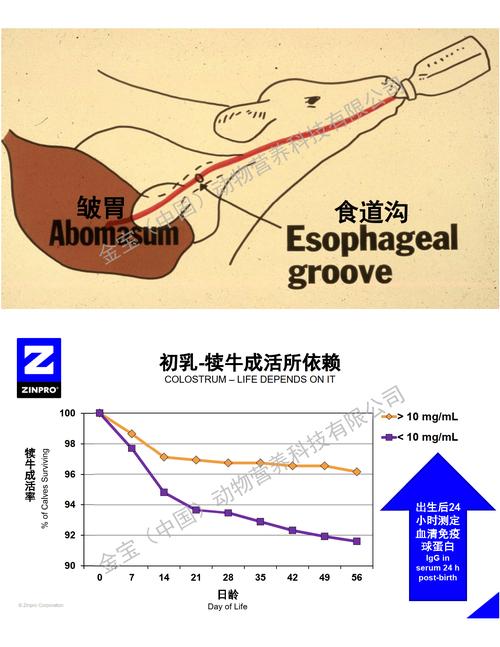 犊牛怎么补硒（硒在动物体内的分布与代谢）-硒宝网