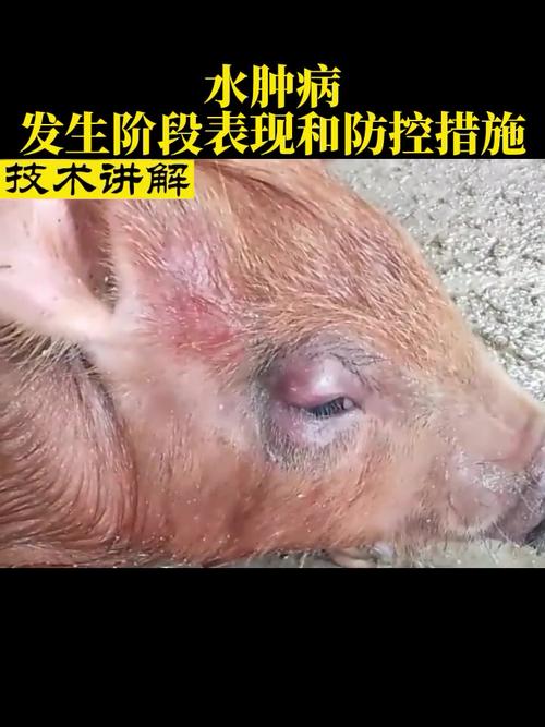 猪仔补硒中毒( 仔猪水肿病 临床症状 防控措施 )-硒宝网