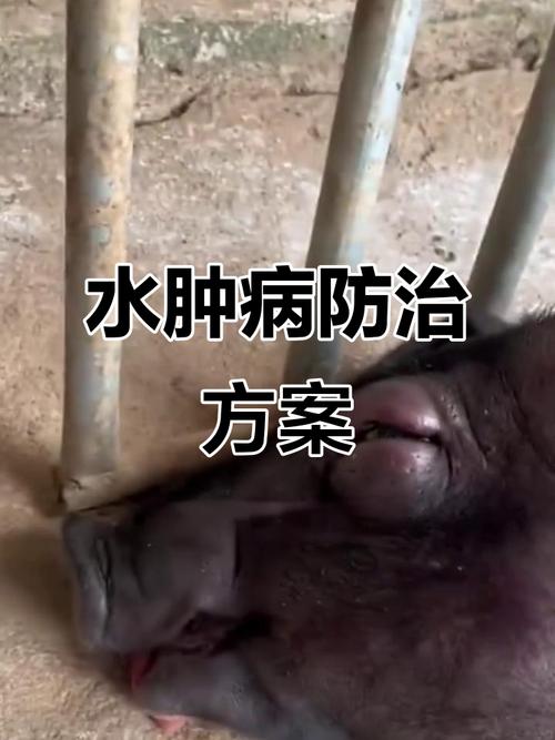 猪仔补硒中毒( 仔猪水肿病 临床症状 防控措施 )-硒宝网