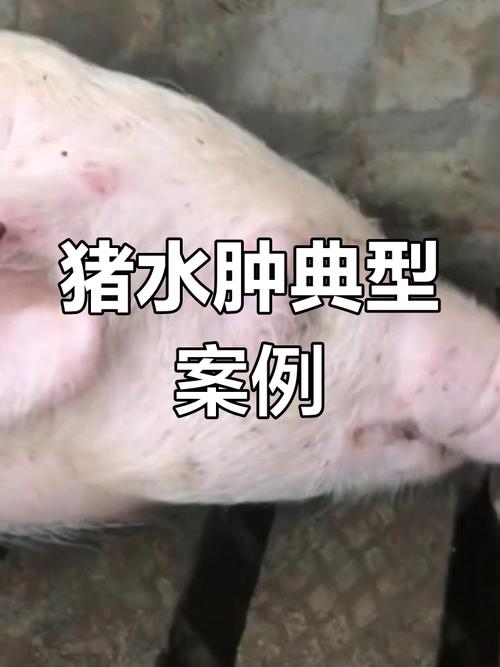 猪仔补硒中毒( 仔猪水肿病 临床症状 防控措施 )-硒宝网