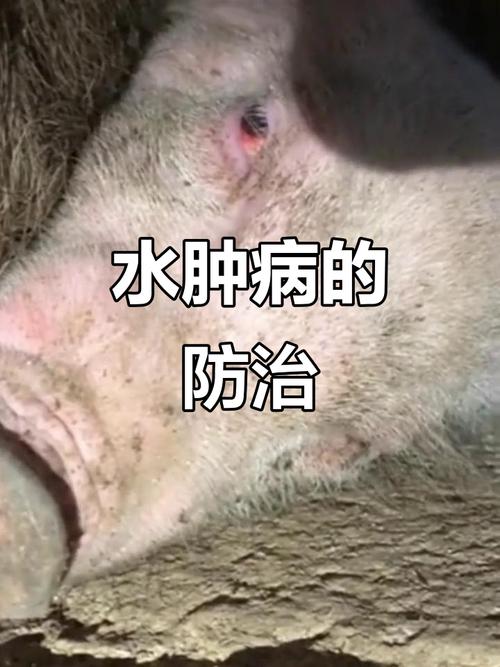 猪仔补硒中毒( 仔猪水肿病 临床症状 防控措施 )-硒宝网
