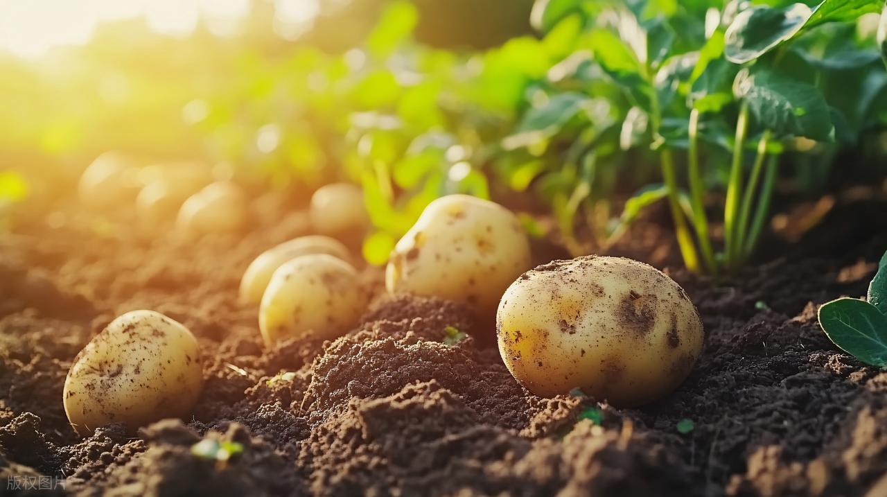 玉米补硒栽培(玉米硒多少钱一盒)-硒宝网