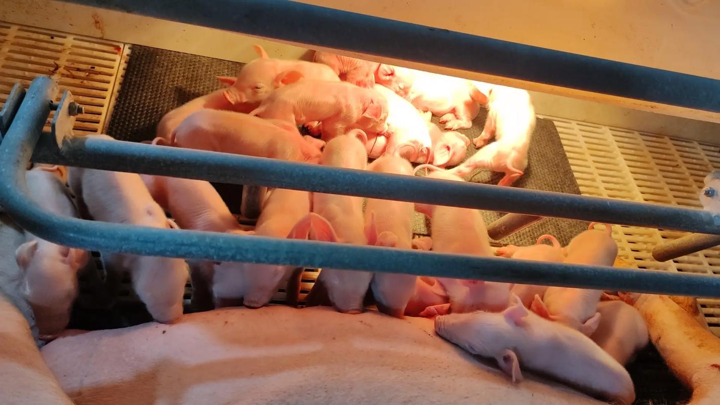 哺乳仔猪补硒（种猪选择与购买技术标准）-硒宝网