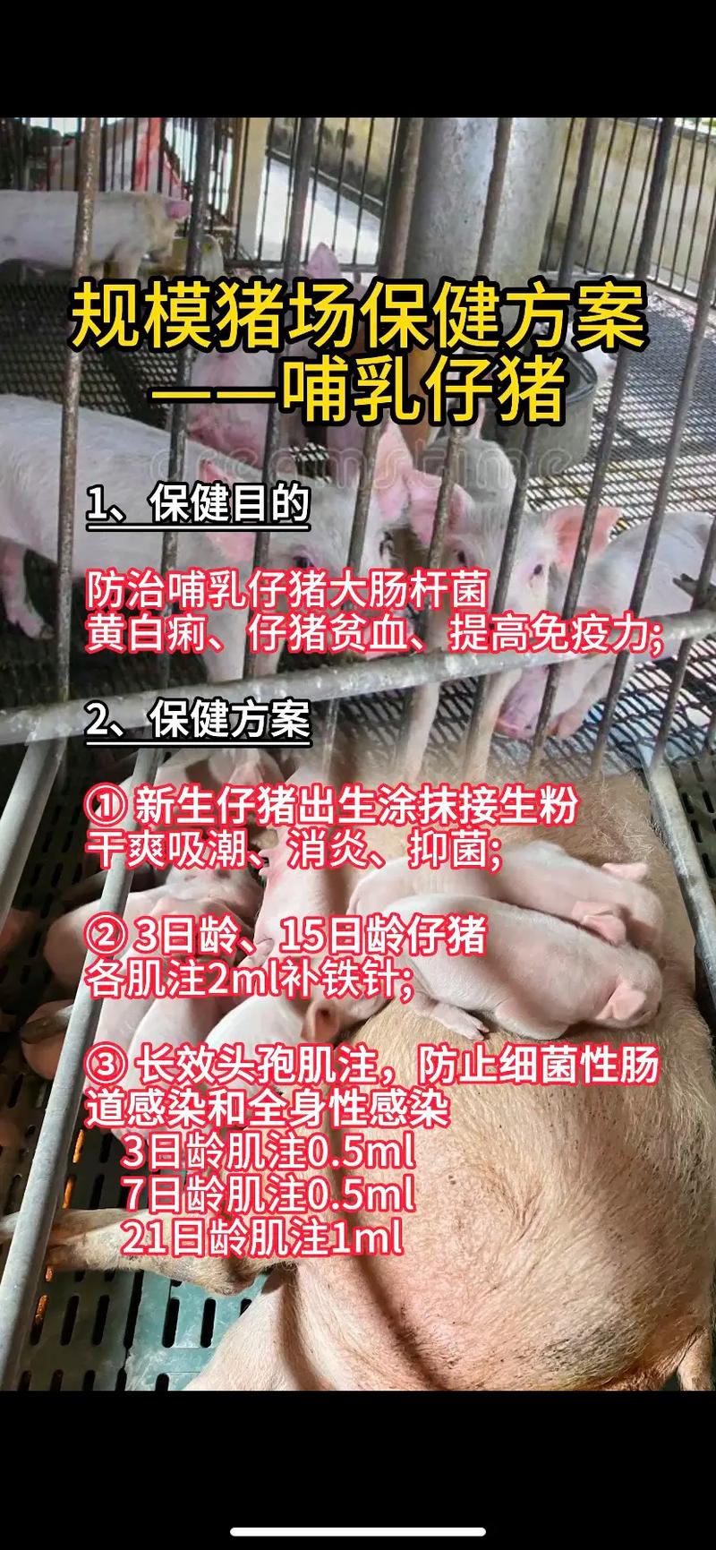 哺乳仔猪补硒（种猪选择与购买技术标准）-硒宝网