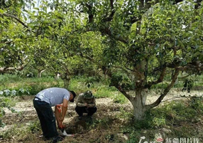 玉米补硒栽培（焉耆盆地富硒耕地分布）-硒宝网