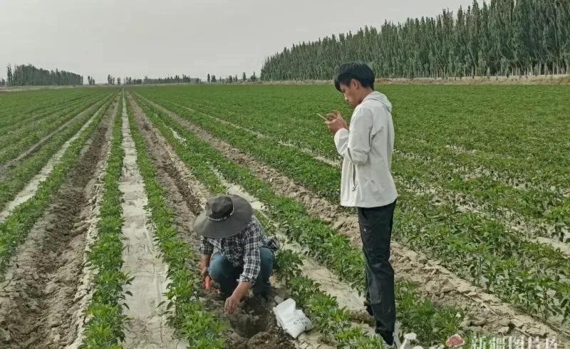 玉米补硒栽培（焉耆盆地富硒耕地分布）-硒宝网