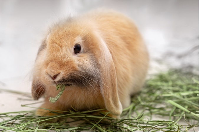 兔子怎样补硒(兔子最佳饮食推荐)-硒宝网