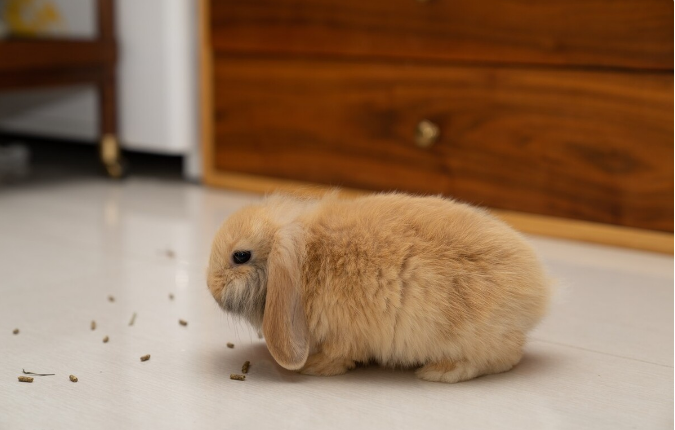 兔子怎样补硒(兔子最佳饮食推荐)-硒宝网