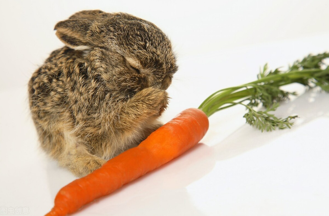 兔子怎样补硒(兔子最佳饮食推荐)-硒宝网