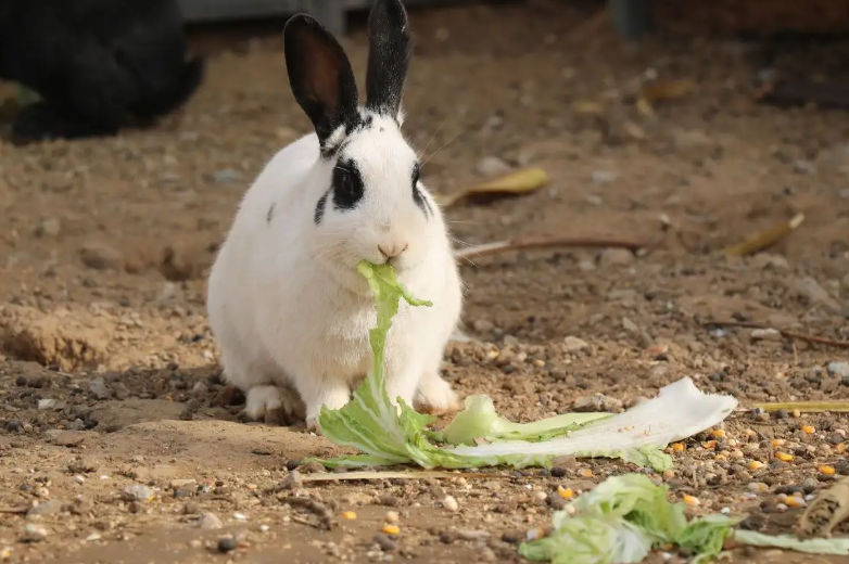 兔子怎样补硒(兔子最佳饮食推荐)-硒宝网
