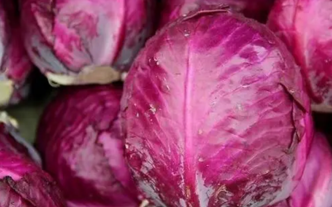 兔子怎样补硒(兔子最佳饮食推荐)-硒宝网