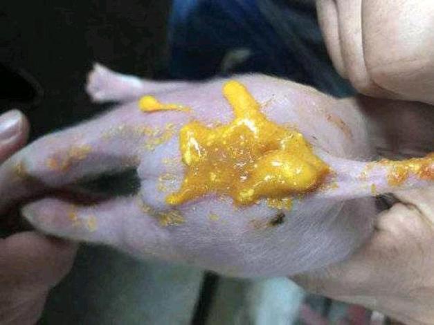 小猪补铁补硒（仔猪黄?。?硒宝网