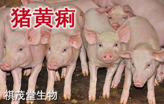 小猪补铁补硒（仔猪黄?。?硒宝网