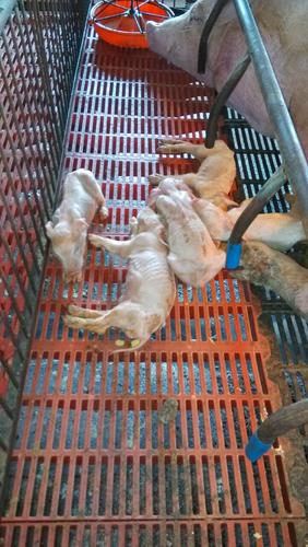 小猪补铁补硒（仔猪黄?。?硒宝网