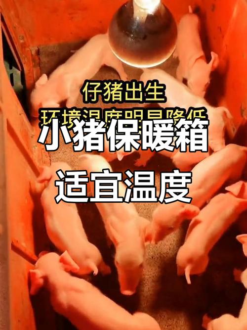 小猪补铁补硒（冬季仔猪保温技术）-硒宝网