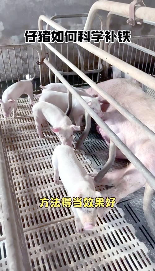 小猪补铁补硒（冬季仔猪保温技术）-硒宝网