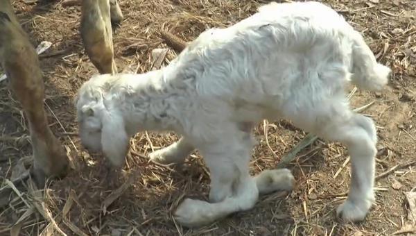 羔羊补硒中毒(陕西紫阳硒中毒调查)-硒宝网