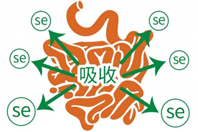 补硒睡眠不好(硒元素人体更新周期)-硒宝网