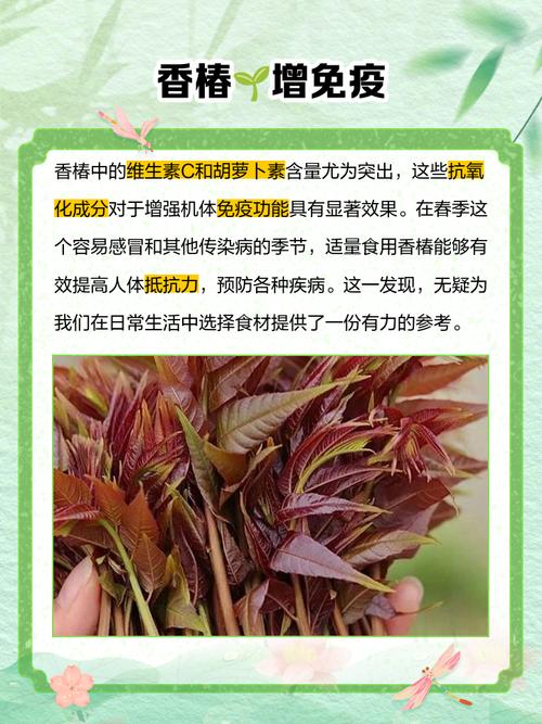 蔬菜如何补硒（香椿亚硝酸盐含量高）-硒宝网