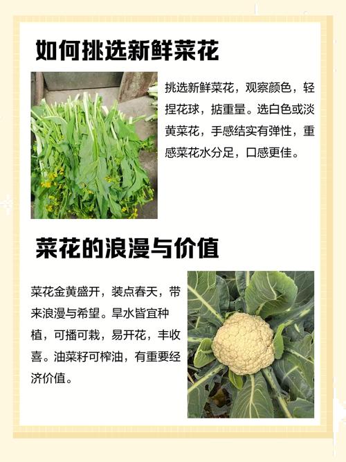 蔬菜如何补硒(菜花不同颜色营养价值对比)-硒宝网
