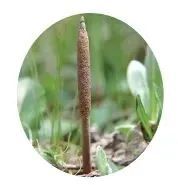 补硒最好药材（增强免疫力食材）-硒宝网