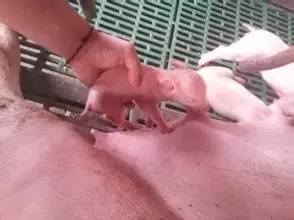 妊娠母猪补硒（弱仔对养猪业危害）-硒宝网