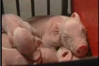 妊娠母猪补硒（弱仔对养猪业危害）-硒宝网