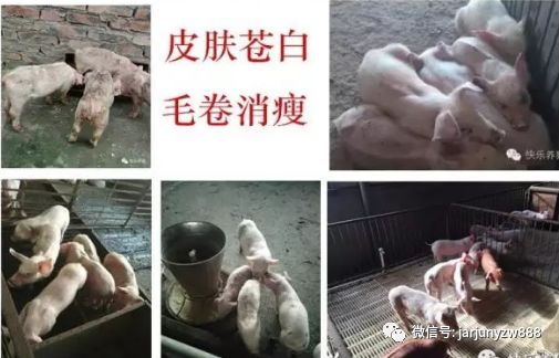 妊娠母猪补硒（弱仔对养猪业危害）-硒宝网