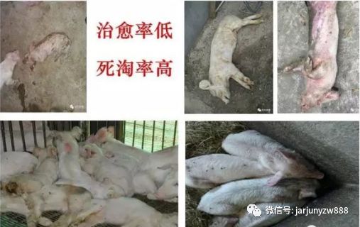 妊娠母猪补硒（弱仔对养猪业危害）-硒宝网