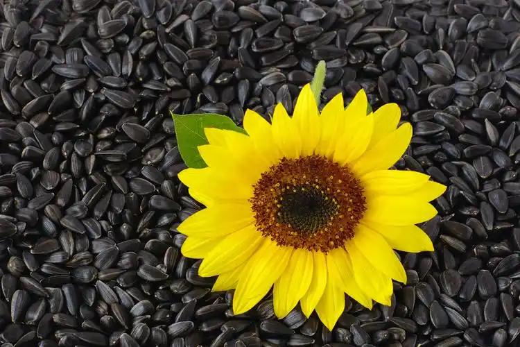 怎样有效补硒(补硒食物推荐)-硒宝网