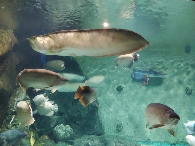 怎样有效补硒(硒与抗癌作用)-硒宝网