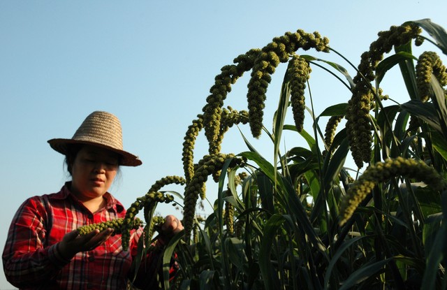 怎样有效补硒(硒与抗癌作用)-硒宝网