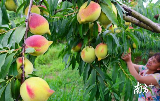 受到辐射补硒(连州富硒产业发展规划)-硒宝网