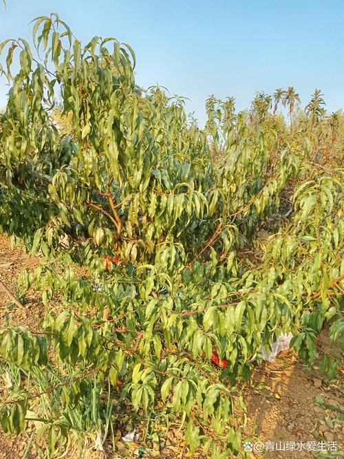 桃树怎样补硒(硒对桃树生长的影响)-硒宝网